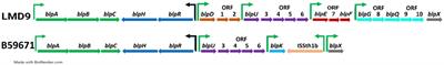 BlpU is a broad-spectrum bacteriocin in Streptococcus thermophilus